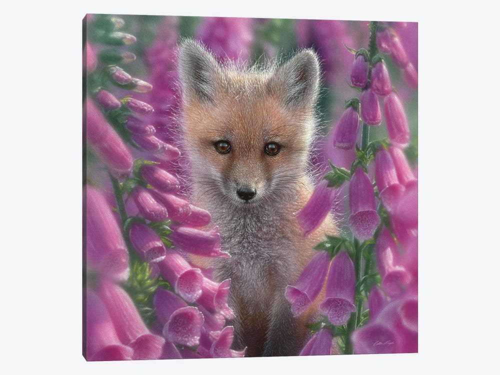 Foxgloves - Red Fox, Square by Collin Bogle 1-piece Canvas Art