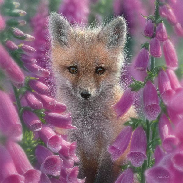 Collin Bogle: Foxgloves - Red Fox, Square by Collin Bogle