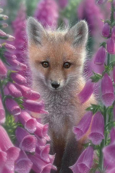 Collin Bogle: Foxgloves - Red Fox, Vertical by Collin Bogle