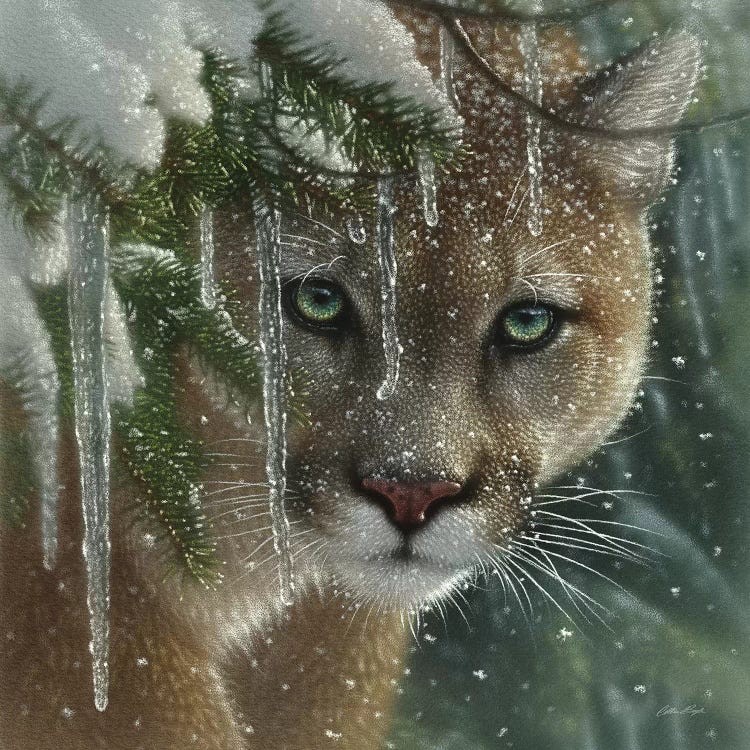 Frozen Cougar, Square