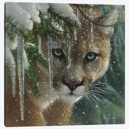 Frozen Cougar, Square Canvas Print #CBO32} by Collin Bogle Canvas Artwork