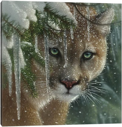 Frozen Cougar, Square Canvas Art Print - Cougars