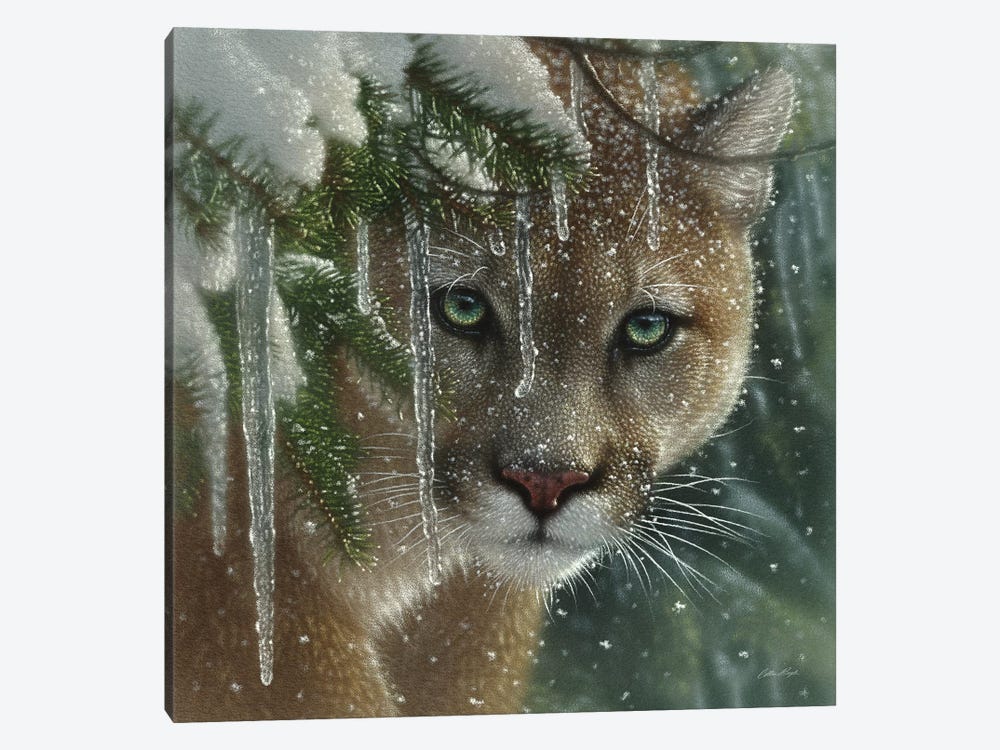 Frozen Cougar, Square by Collin Bogle 1-piece Canvas Art