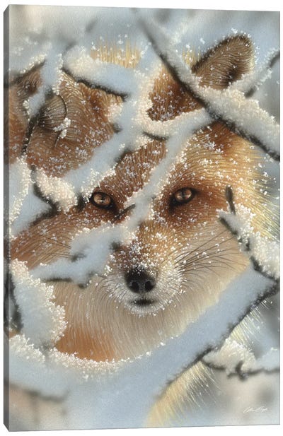 Hide And Seek - Red Fox, Vertical Canvas Art Print - Winter Art