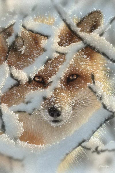 Collin Bogle: Hide And Seek - Red Fox, Vertical by Collin Bogle