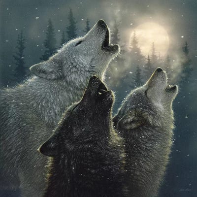 Howling Wolves In Harmony, Square by Collin Bogle framed wall art