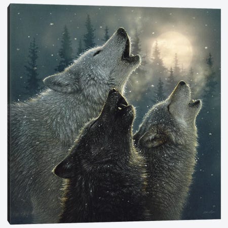 Howling Wolves In Harmony, Square Canvas Print #CBO38} by Collin Bogle Canvas Wall Art