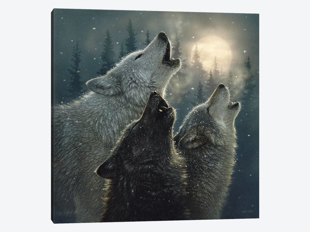 Howling Wolves In Harmony, Square by Collin Bogle 1-piece Canvas Artwork