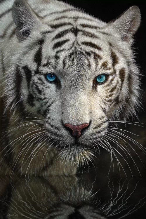 Into The Light - White Tiger, Vertical