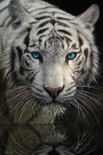 Tigers: Into The Light - White Tiger, Vertical by Collin Bogle