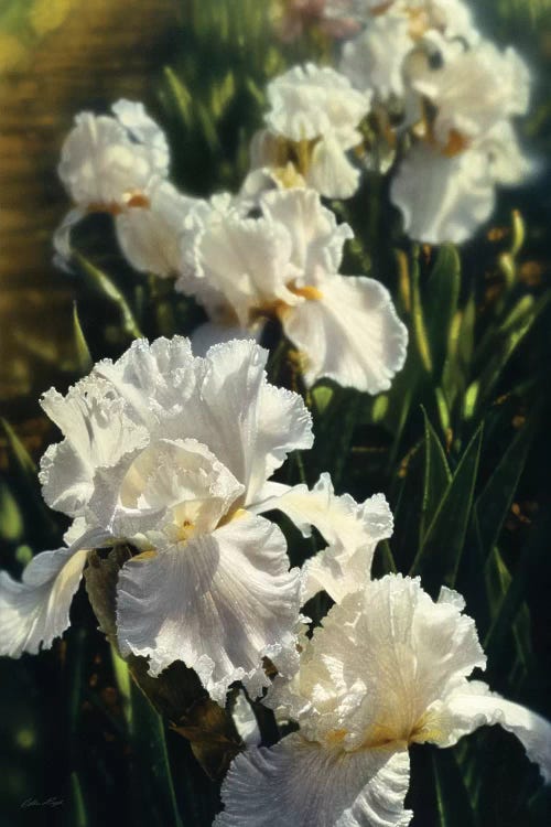 Iris Garden, Vertical