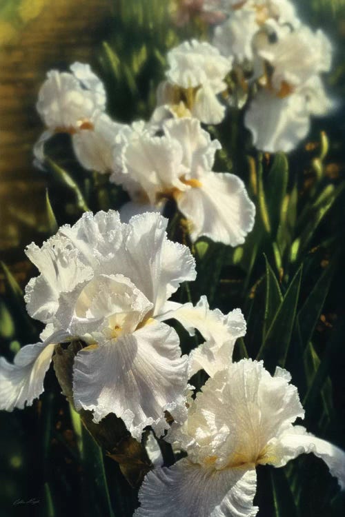 Iris Garden, Vertical by Collin Bogle wall art