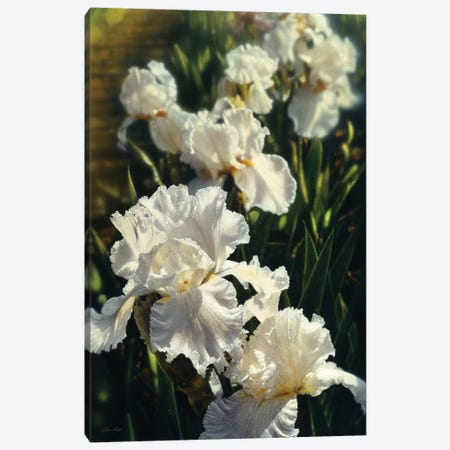 Iris Garden, Vertical Canvas Print #CBO40} by Collin Bogle Canvas Print