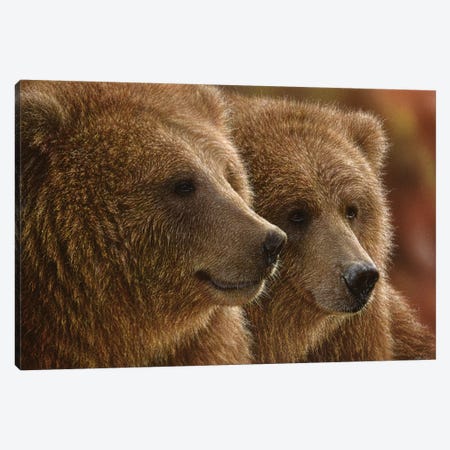 Lazy Daze - Brown Bears, Horizontal Canvas Print #CBO41} by Collin Bogle Canvas Art Print