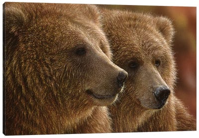 Lazy Daze - Brown Bears, Horizontal Canvas Art Print - Collin Bogle