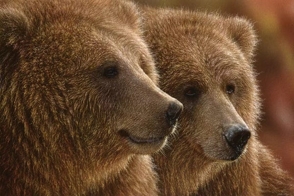 Collin Bogle: Lazy Daze - Brown Bears, Horizontal by Collin Bogle