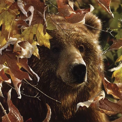 Legend Of The Fall - Brown Bear, Square by Collin Bogle acrylic art print