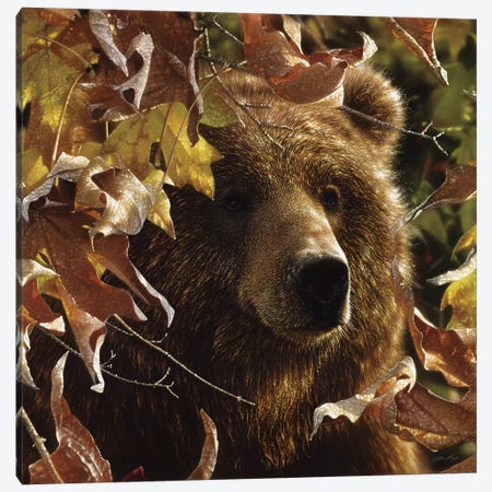 Legend Of The Fall - Brown Bear, Square Canvas Print #CBO42} by Collin Bogle Canvas Print