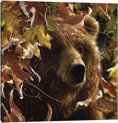 Legend Of The Fall - Brown Bear, Square Canvas Art Print - Collin Bogle