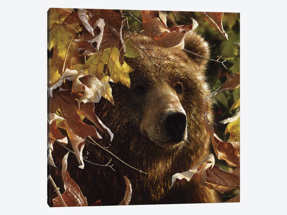 Legend Of The Fall - Brown Bear, Square by Collin Bogle 1-piece Canvas Art Print