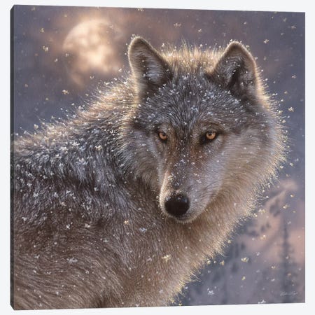 Lone Wolf, Square Canvas Print #CBO43} by Collin Bogle Canvas Print