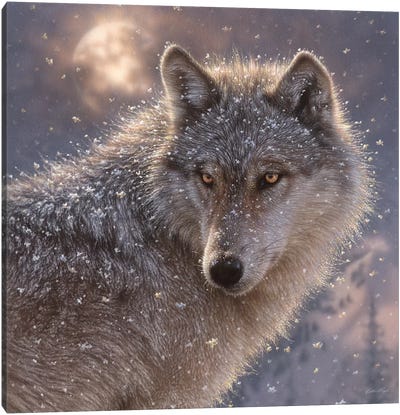 Lone Wolf, Square Canvas Art Print - Wolf Art