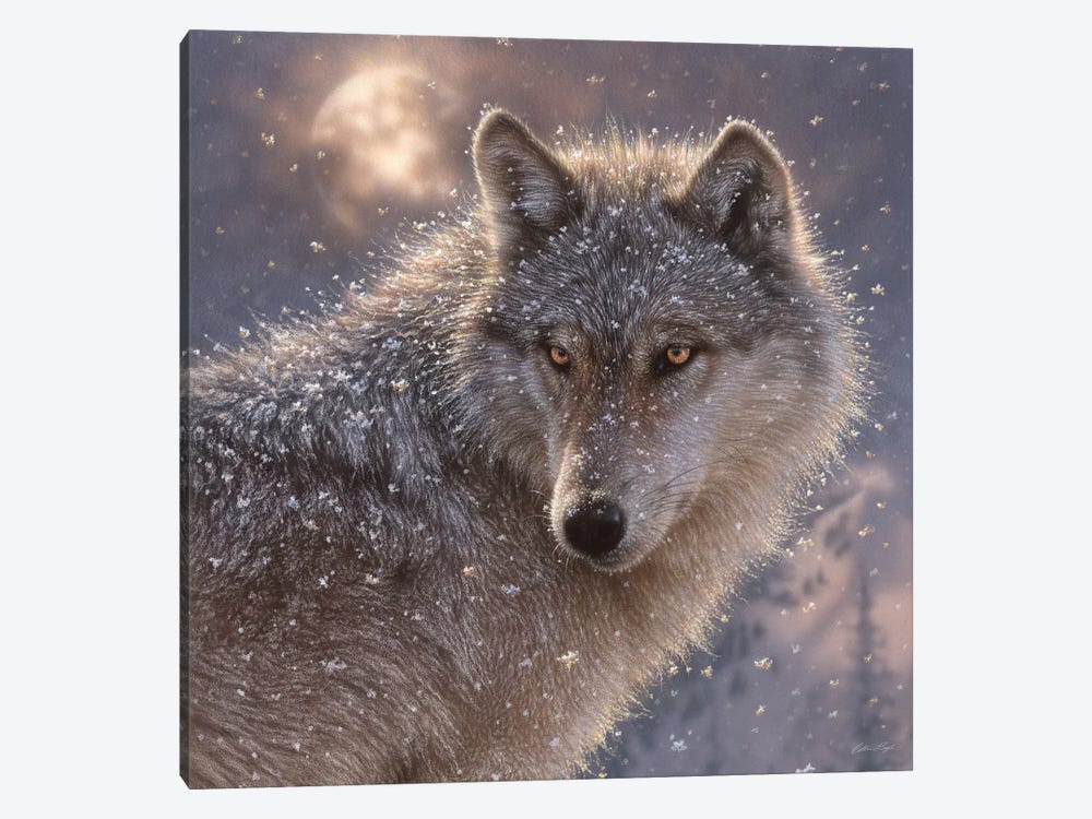 Lone Wolf, Square by Collin Bogle 1-piece Canvas Wall Art