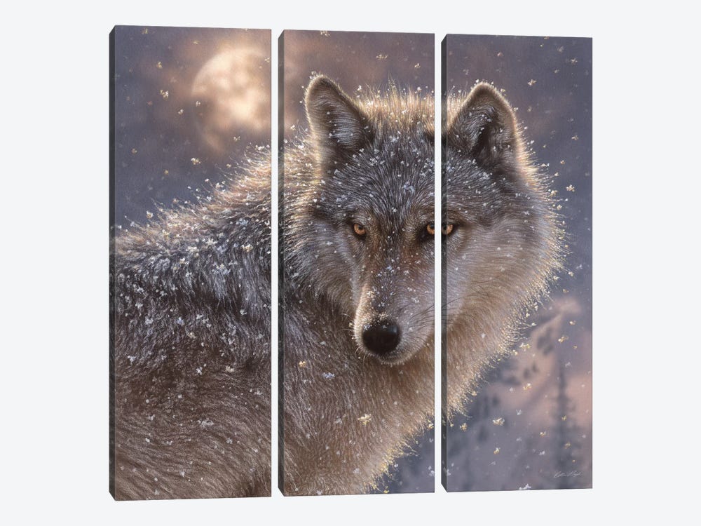 Lone Wolf, Square by Collin Bogle 3-piece Canvas Art