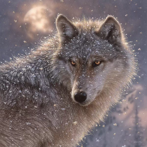 Wolves: Lone Wolf, Square by Collin Bogle