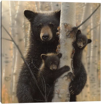 Mama Black Bear, Square Canvas Art Print - Tree Art