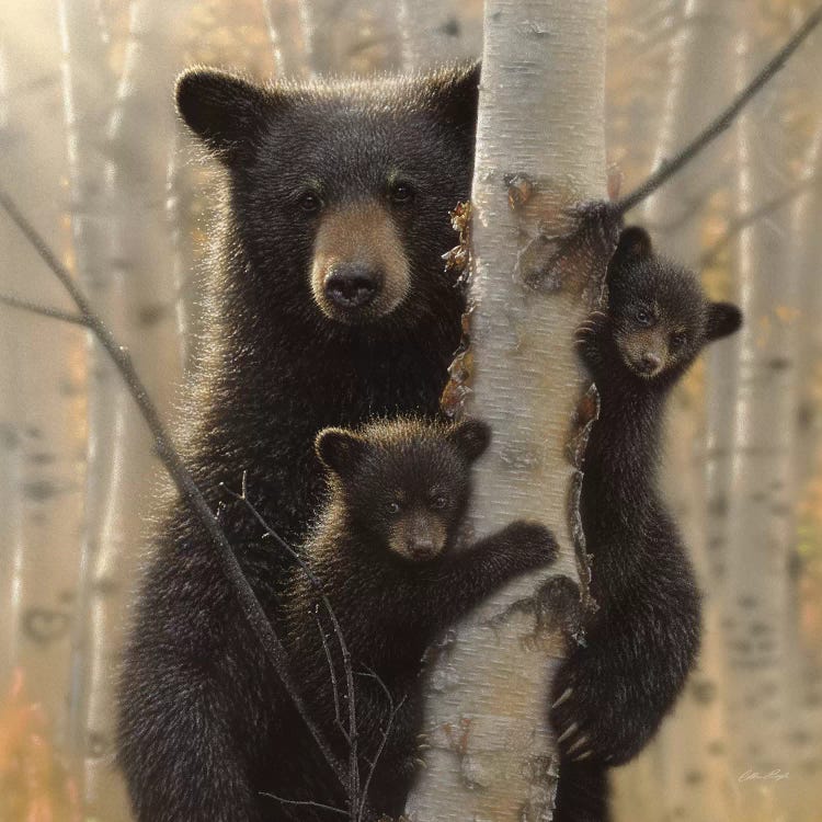 Mama Black Bear, Square by Collin Bogle wall art