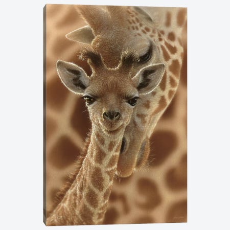 Newborn Giraffe, Vertical Canvas Print #CBO48} by Collin Bogle Canvas Print