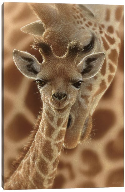 Newborn Giraffe, Vertical Canvas Art Print - Wonders of the World