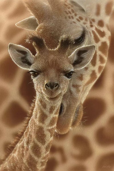 Fine Art Safari: Newborn Giraffe, Vertical by Collin Bogle