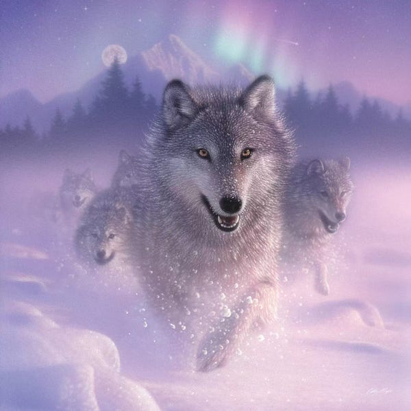 Wolves: Northern Lights - Running Wolves, Square by Collin Bogle