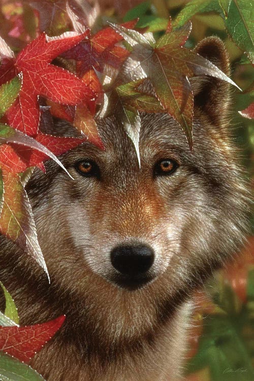 Autumn Encounter - Gray Wolf, Vertical