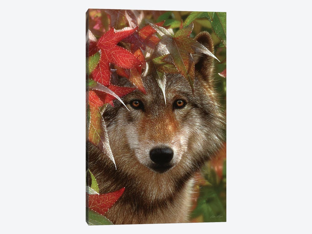 Autumn Encounter - Gray Wolf, Vertical by Collin Bogle 1-piece Canvas Art Print