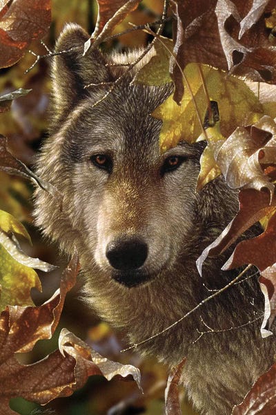 Autumn Shadows - Gray Wolf, Vertical by Collin Bogle acrylic art print