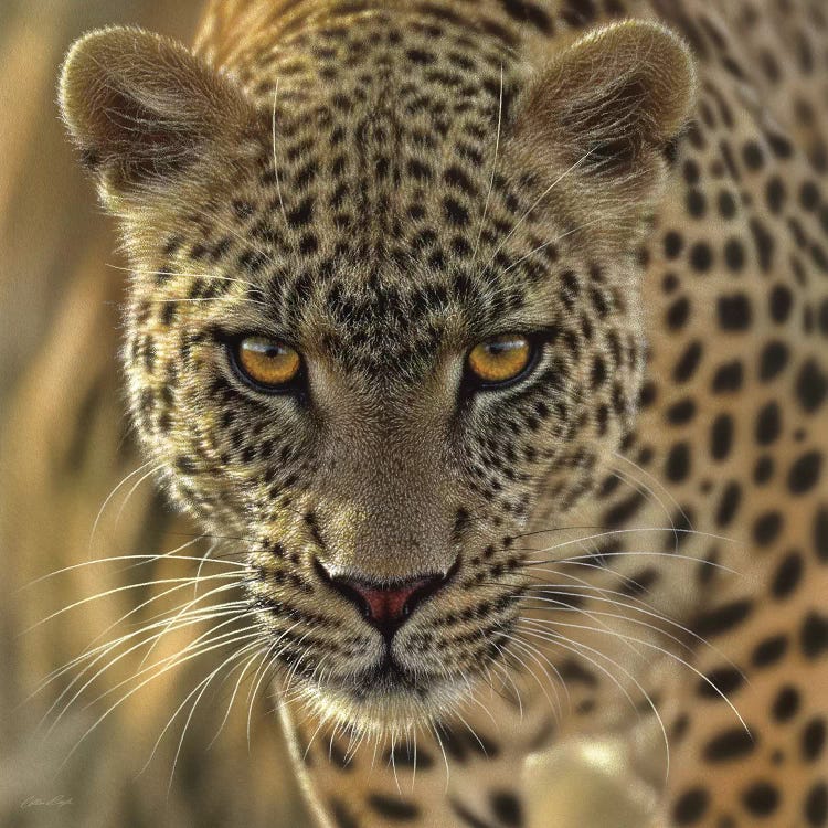 On The Prowl - Leopard, Square