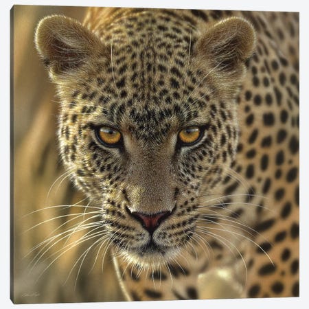 On The Prowl - Leopard, Square Canvas Print #CBO51} by Collin Bogle Canvas Wall Art