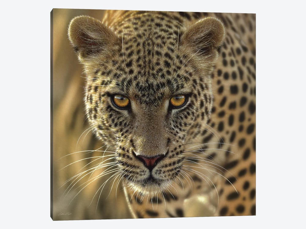 On The Prowl - Leopard, Square by Collin Bogle 1-piece Art Print