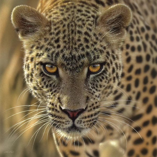 Leopards: On The Prowl - Leopard, Square by Collin Bogle