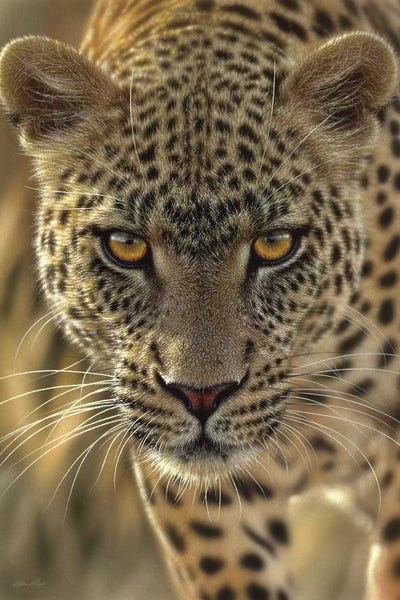 Ancient Wonders: On The Prowl - Leopard, Vertical by Collin Bogle