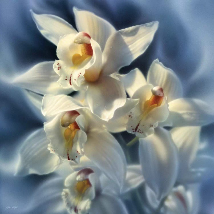 Orchids, Square by Collin Bogle wall art