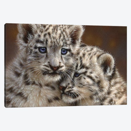 Snow Leopard Cub Playmates, Horizontal Canvas Print #CBO57} by Collin Bogle Canvas Print