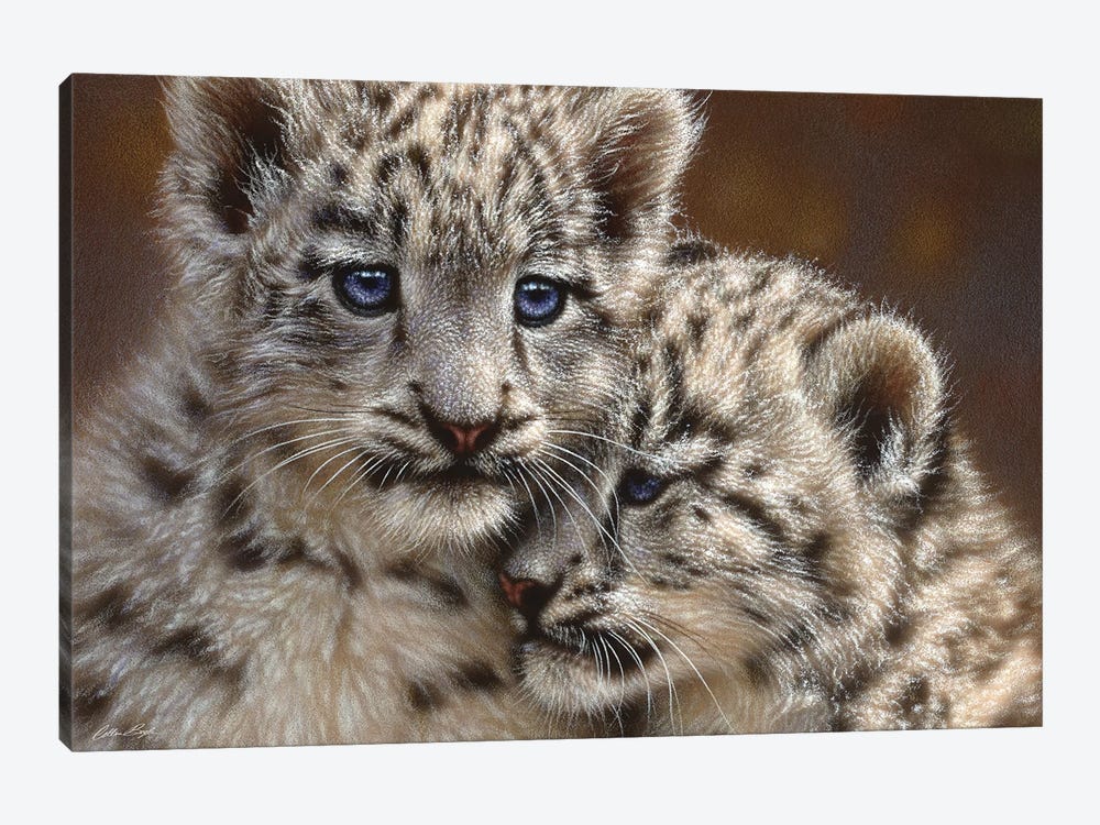 Snow Leopard Cub Playmates, Horizontal by Collin Bogle 1-piece Canvas Art Print