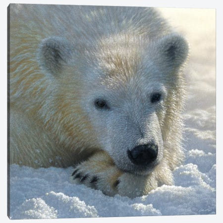 Polar Bear Cub, Square Canvas Print #CBO59} by Collin Bogle Canvas Art