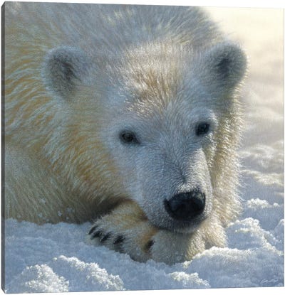 Polar Bear Cub, Square Canvas Art Print - Polar Bear Art