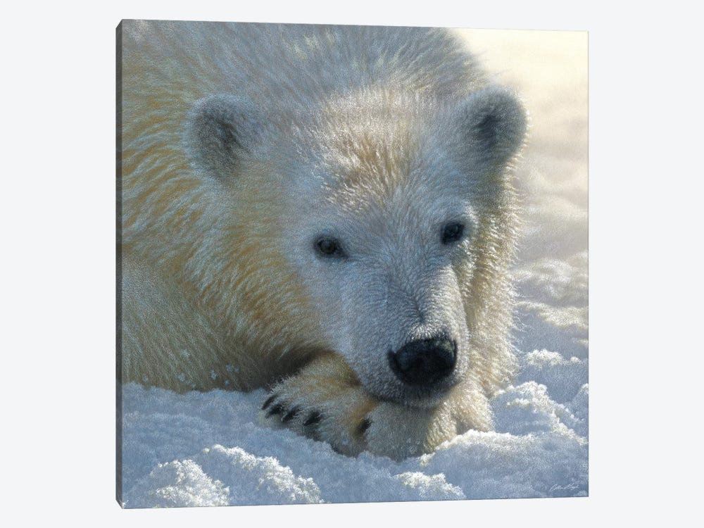 Polar Bear Cub, Square by Collin Bogle 1-piece Art Print
