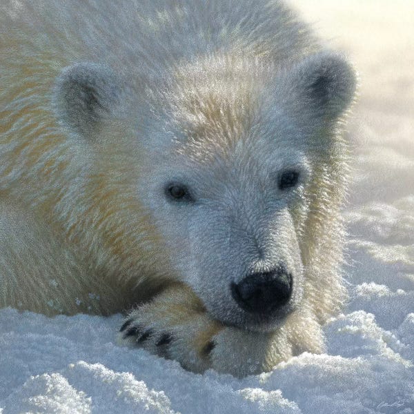 Collin Bogle: Polar Bear Cub, Square by Collin Bogle